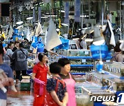 '강서 수산시장 수산대축제'