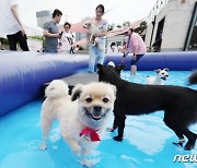 '오늘은 서울시 유기동물 가족의 날'