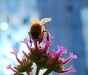 헤어나기 힘든 아름다움 간직한 버베나 꽃의 백미 ‘버들마편초’[정충신의 꽃·나무 카페]