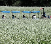 봉평 메밀꽃밭 달리는 이효석 문학열차