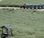 봉평 메밀꽃밭 달리는 이효석 문학열차