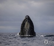 Colombia Whales