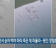 동천서 숭어 백여 마리 죽은 채 떠올라…원인 정밀분석