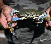 [외래종이 온다] ③외래침입종 3천500종…연 565조원 경제손실