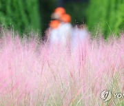 핑크뮬리의 계절이 왔다