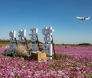 55만명 찾은 인천공항 명소 '하늘정원'에서 코스모스 인생샷 찍으며 가을 정취 만끽!