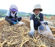 인삼 수확하는 농진청 연구원들