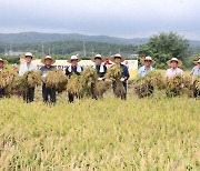 ‘풍년 농사 결실’, 포항 흥해읍 덕성리서 올해 첫 벼 베기 실시