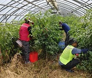 동해시, 농촌 일손돕기 기동단 효자손 역할 '톡톡'