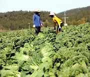 전남도, 김장용 배추 '과잉 생산' 예방…판로 안정 추진