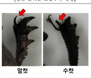 국내 절멸 추정 소똥구리, 인공증식으로 복원 첫발