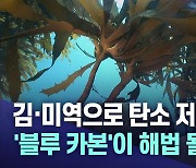 '해조류 블루 카본' 탄소 중립 공신으로 주목받아