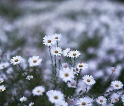 [달곰한 우리말] 벌초와 금초, 그리고 사초