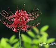 비 맞아 더 붉은 꽃무릇