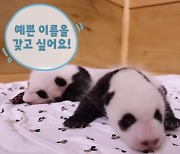 쌍둥이 판다 이름 투표 "언니처럼 예쁜 이름 지어주세요"