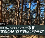 [하루만보] 100년 역사 ‘금강송’ 군락지…강릉 어흘리마을 ‘대관령소나무숲길’