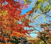 화순군, 모후산 단풍 숲길 '가을철 걷고 싶은 숲길' 대상 선정