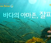 KB금융, 국제 연안 정화의 날 맞아 `바다의 아마존, 잘피숲` 영상 공개