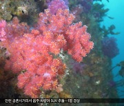 사라지는 산호‥세계 첫 인공증식으로 복원