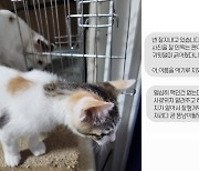 "뚱냥이 되겠어요" 입양 보낸 고양이 사진 이상하네…추궁했더니