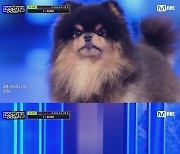 "반려견 연탄과 함께?"… BTS 뷔, '엠카' 무대 '화제'