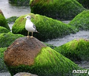 경북 김천·상주에 호의주의보 발효