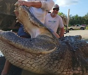 400kg·4m 초거대 악어 잡혔다…”나이는 90살, 공룡이 따로 없네”