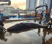 포항 호미곶 앞바다서 길이 4ｍ 밍크고래 혼획