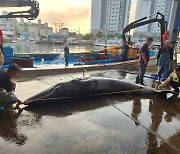 포항 호미곶 앞바다서 길이 4ｍ 밍크고래 혼획