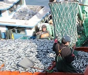 해양문화도시 포항 상징 ‘市魚’ … ‘청어’ 선정