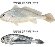 부가가치 높은 '암컷 참조기'만 쏙… 특화생산 기술 개발 성공