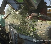 올리브유 가격 배 이상 급등…현지선 절도까지 기승