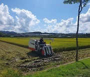 옥천군 청산면 친환경무농약 쌀 첫 벼 베기 시작