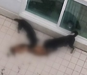 양옆에서 물어뜯겨 축 늘어진 개…견주는 "신경 쓰지 마라"