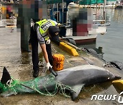 주문진항 해상에서 혼획된 참돌고래