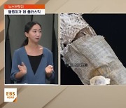 <뉴스브릿지>플라스틱에서 새로운 자연물로…'뉴 락'의 세계