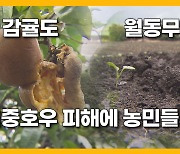 [자막뉴스] 추석 다가오는데.. 집중호우 피해에 농민은  걱정