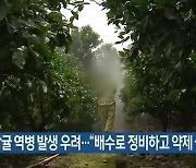 감귤 역병 발생 우려…“배수로 정비하고 약제 살포”