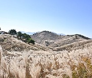 정선군 '은빛의 향연' 민둥산은빛억새축제, 22일 개막