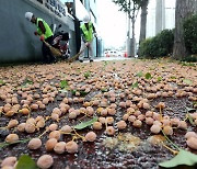 '가을철 악취 그만'…강남구 은행나무 가로수, 열매 안 맺는 수나무로