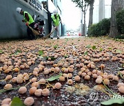 '악취 안녕'…강남구 은행나무 가로수, 열매 안 맺는 수나무로