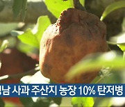 “경남 사과 주산지 농장 10% 탄저병 피해”