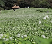 메밀꽃 필 무렵