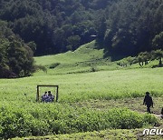 청주 추정리 메밀밭