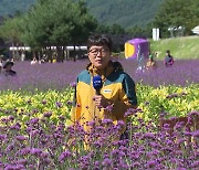 "꽃길만 걸어요"...천만 송이 가을꽃 활짝