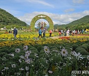 인제 가을꽃축제, 야생화 향기 '물씬'…  주말맞아 북적