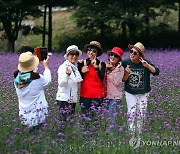 인제 가을꽃축제에서 남기는 추억