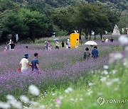 인제 가을꽃축제 '활짝'