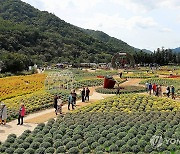 인제 가을꽃축제