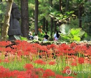 꽃무릇 활짝 핀 제주 한림공원